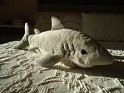 Ark Toys - Tiburón - Peluche - Animal, Tiburón - 0